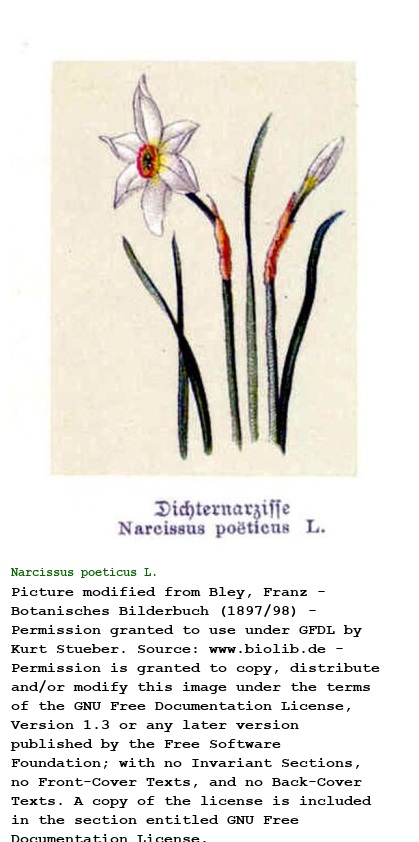 Narcissus poeticus L.